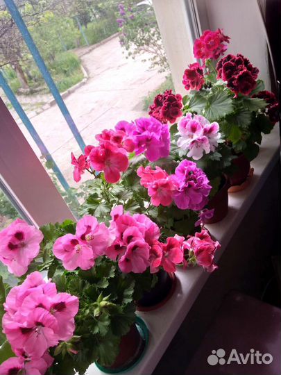 Пеларгония герань