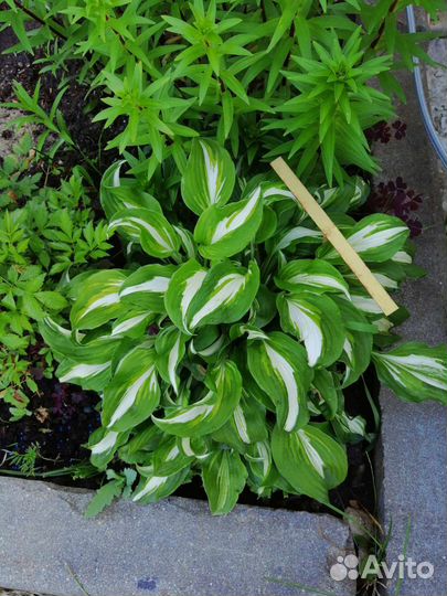 Многолетние цветы