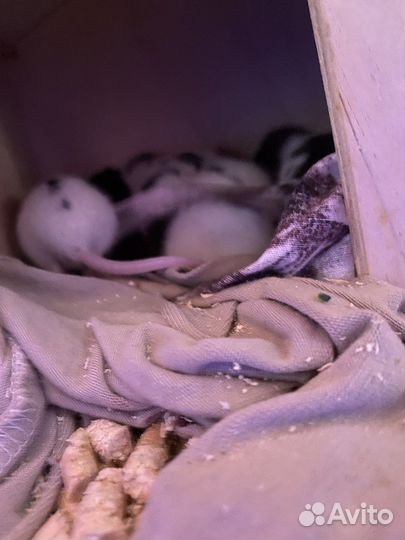 Крысята дамбо