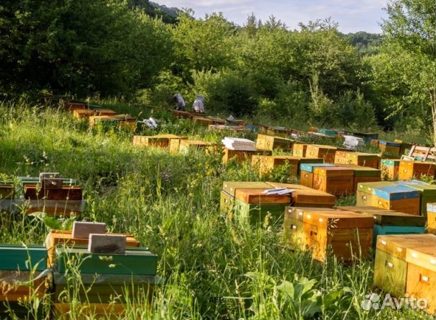 Мед 24 года Алтайский оптом