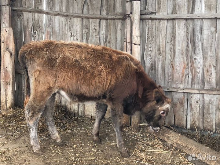 Телята бычки