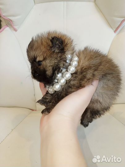 Померанский шпиц мини мишки Воо