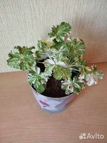 Пеларгония душистая