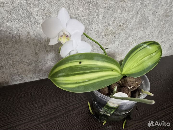 Орхидея фаленопсис