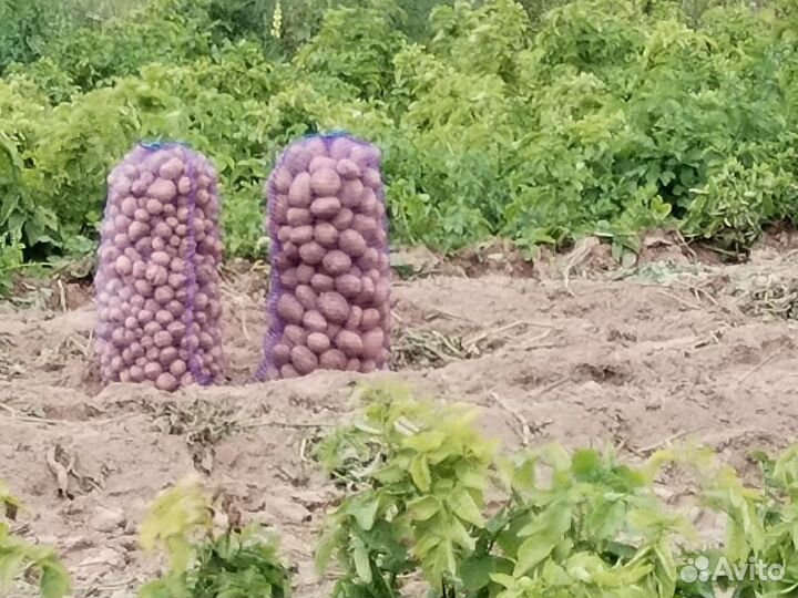 Продам картофель