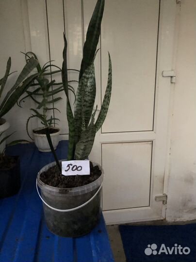 Комнатные цветы