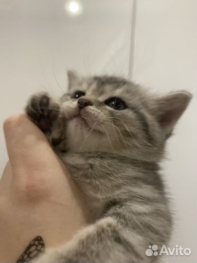 Шотландские котята