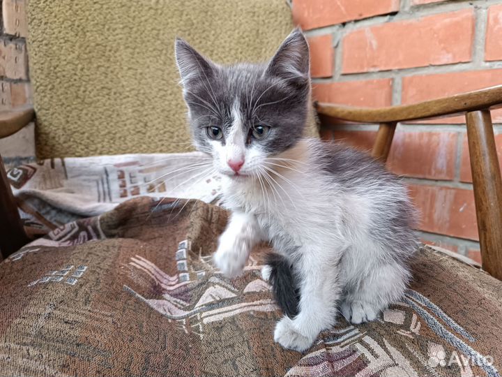 Котик в добрые руки