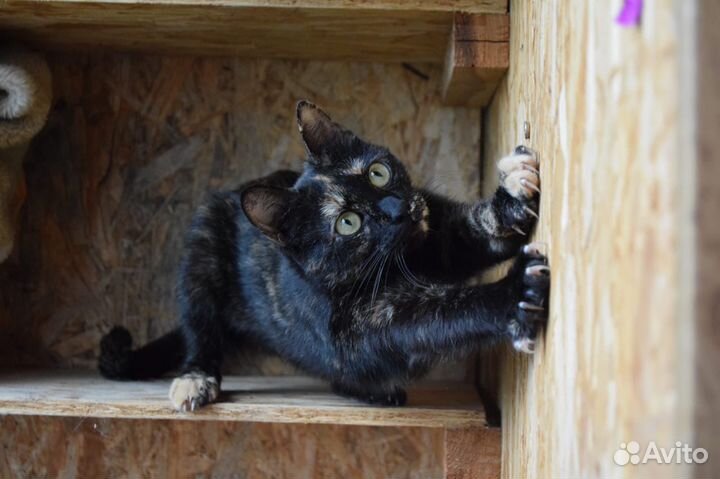 Трехцветная кошка