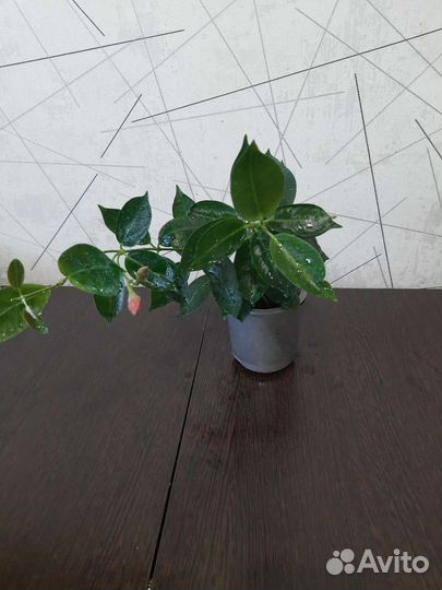 Красиво цветущие и декоративные комнатные растения