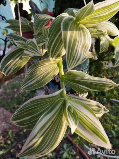 Пеларгония герань, традесканция