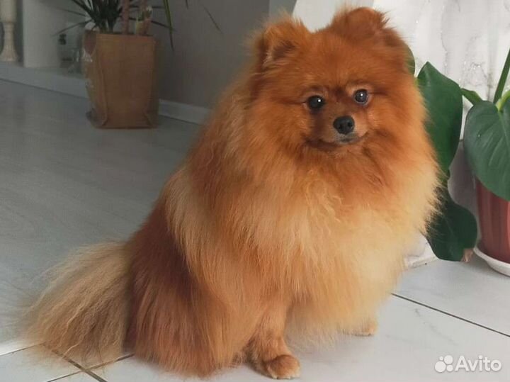 Вязка. Померанский шпиц медвежьего типа