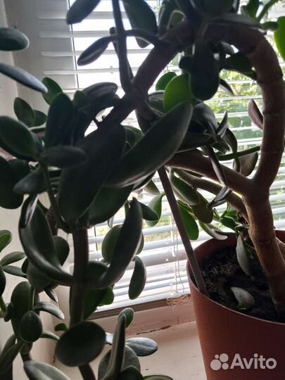 Крассула толстянка