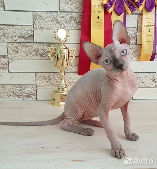 Канадский сфинкс