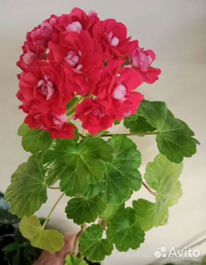 Герань розебудная и другие