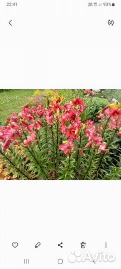 Луковицы лилий 9 штук