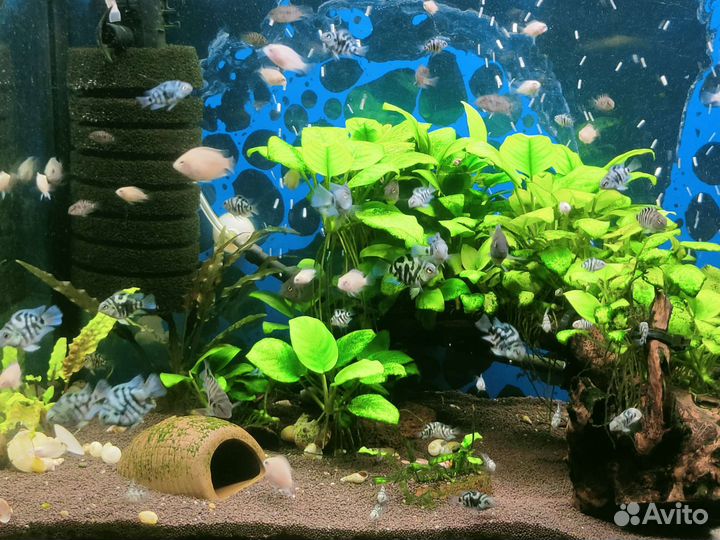 Сапфировый попугай, аквариум 20л., Цихлиды