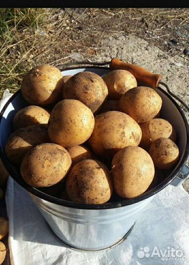 Семенной картофель