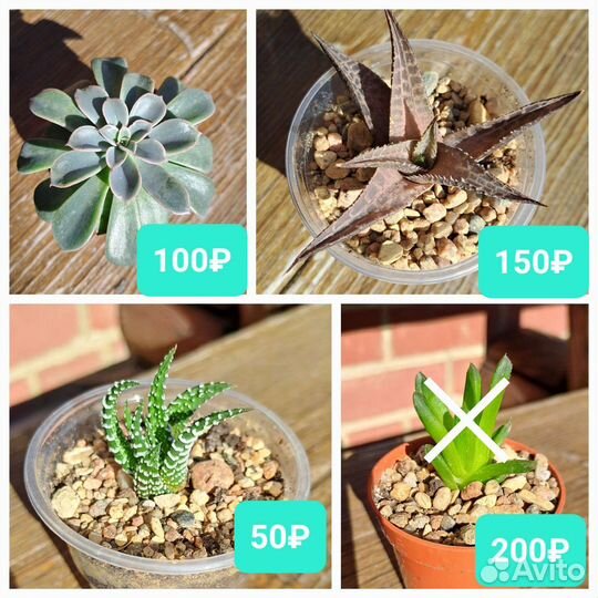 Суккуленты