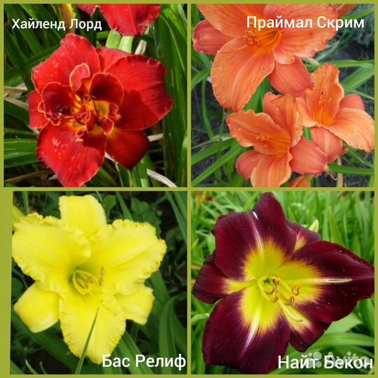 Саженцы лилейников