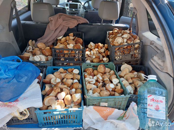 Грибы белые