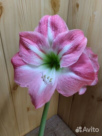 Гиппеаструм