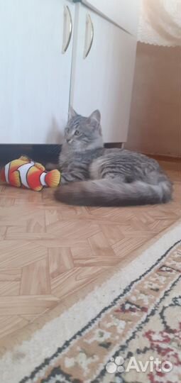 Кот Пушок 7 месяцев в добрые руки