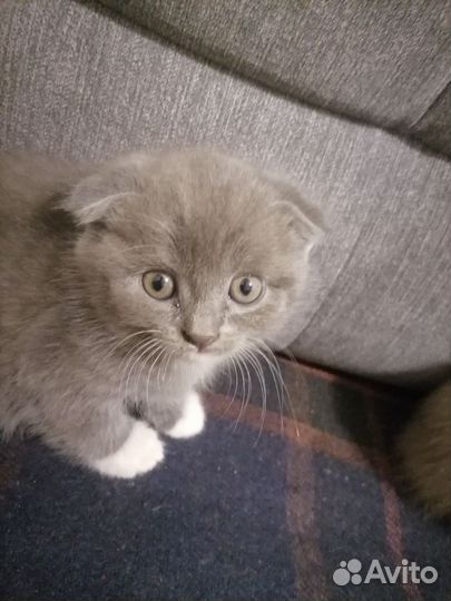 Шотландские котята