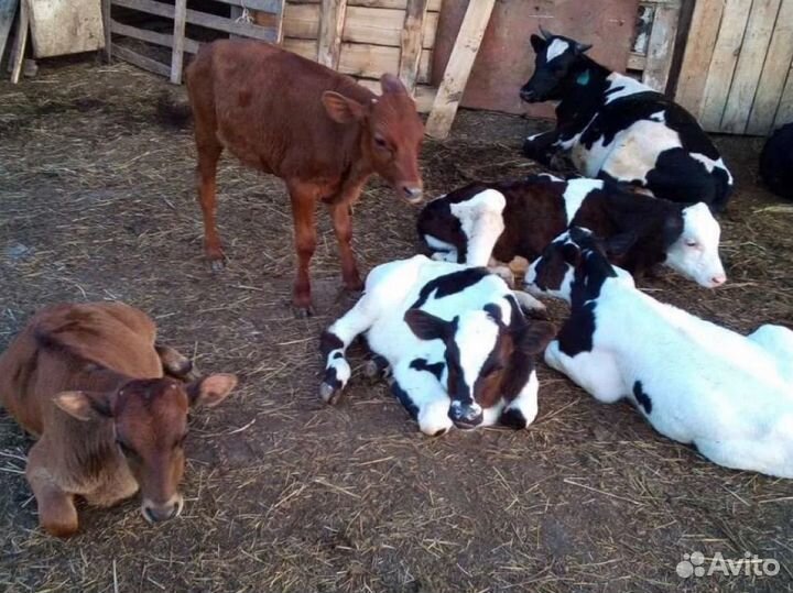 Бычки телята