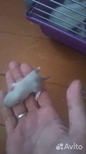 Крысята дамбо