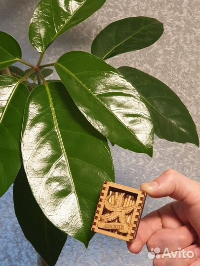 Шеффлера Амате (Schefflera Amate)