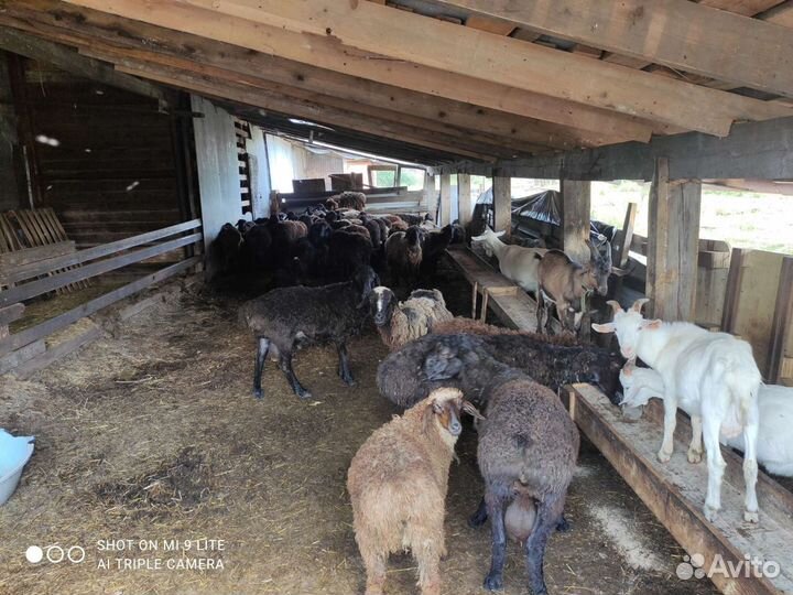 Овцы бараны