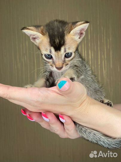 Саванна котята