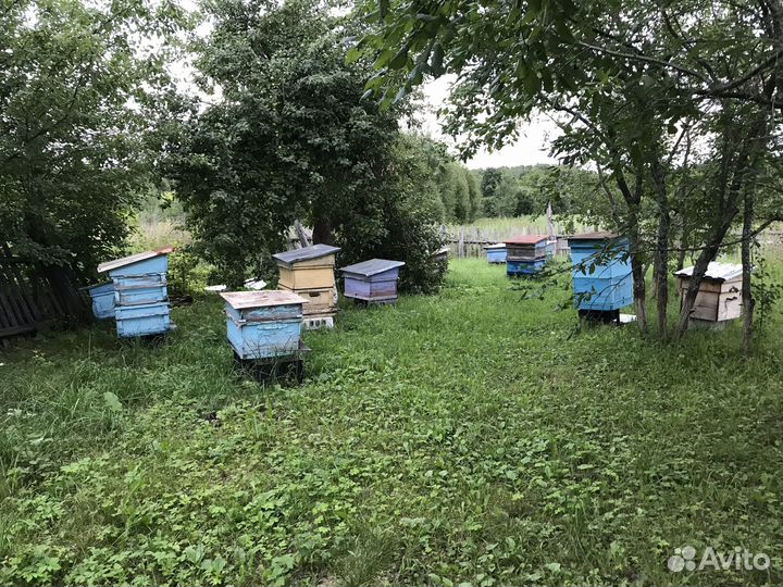 Ульи с пчелами, медогонка