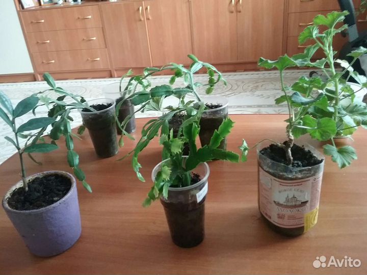 Цветы для дома и офиса