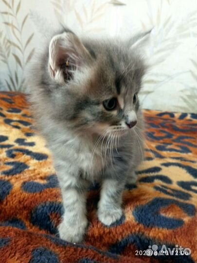 Кошка в дар бесплатно