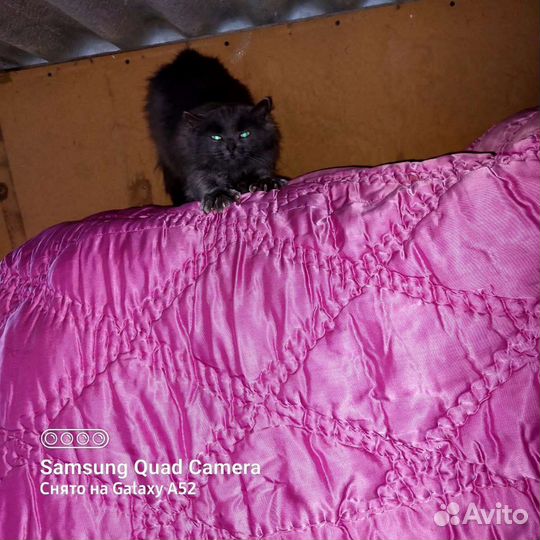 Котёнок мальчик в добрые руки