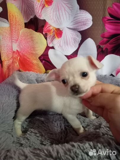 Белая девочка чихуа