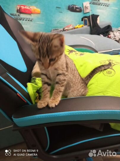 Кошка в дар