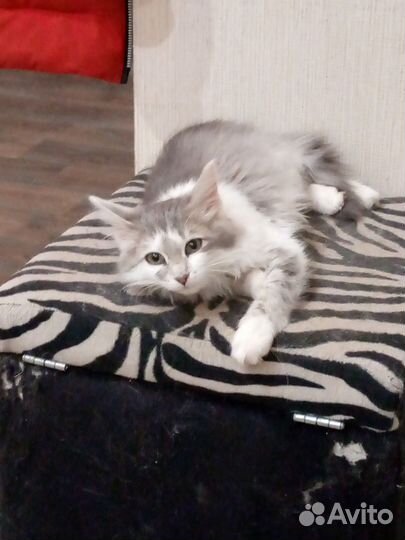 Котята из садов