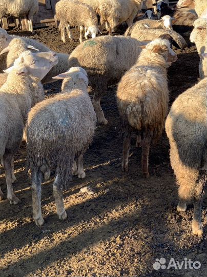 Ягнята ярочки