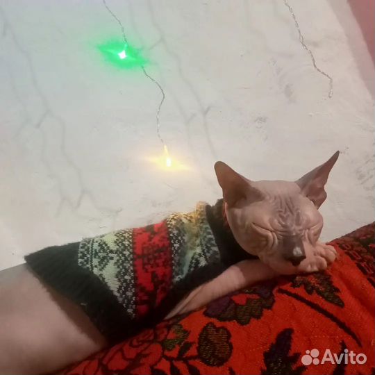 Кошки донской сфинкс