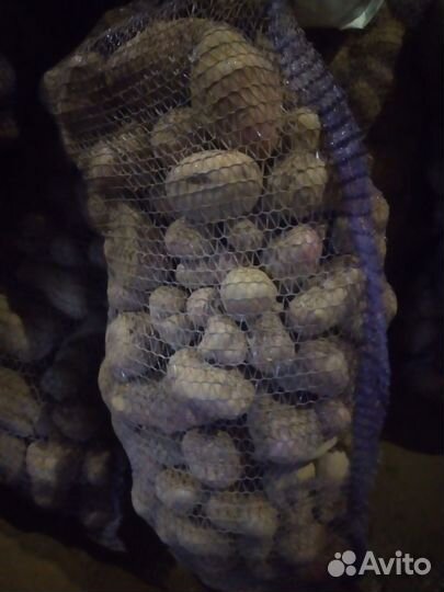 Картофель кормовой