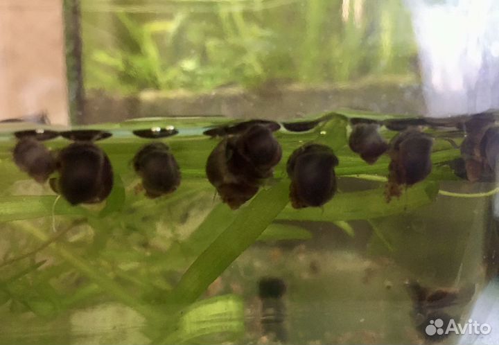 Моллинезия