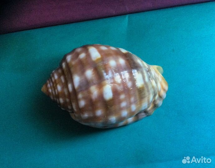 Морская раковина Malea pomum 66.1 мм
