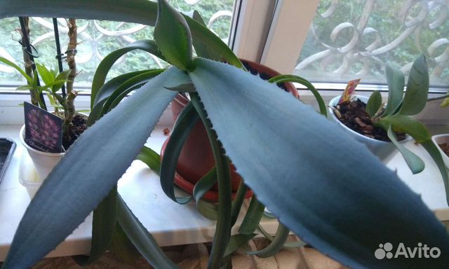 Агава голубая