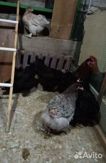 Инкубационное яйцо кур и индейки