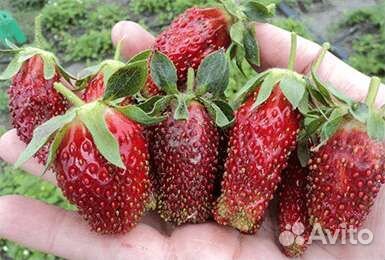 Рассада клубники Купчиха и Лия Сахарная