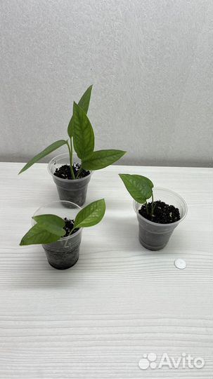 Сциндапсус, эпипремнум, сингониум