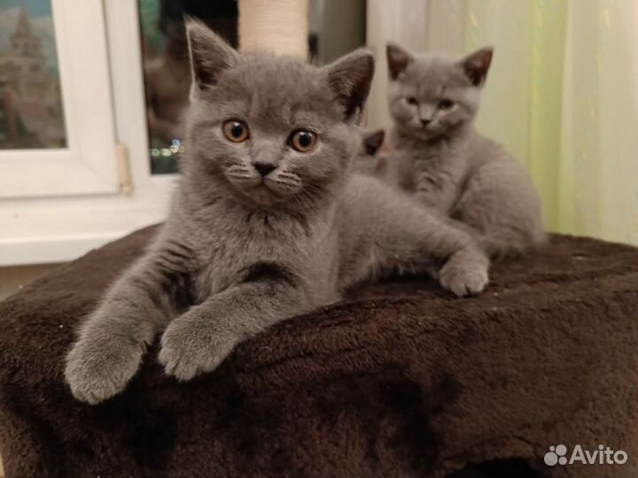 Британские чистокровные котята